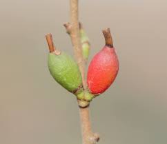 Image result for Actinanthella