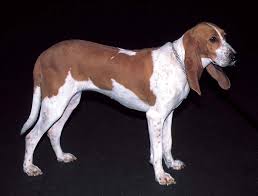 Image result for švycký honič