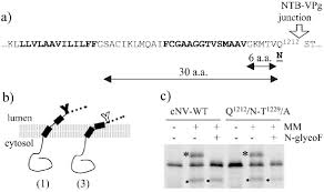 Glycosylation Mapping To Define The Transmembrane Domain At The C Download Scientific Diagram