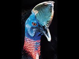 Like all birds, penguins have a translucent, third eyelid called a nictitating membrane. 8 Birds That Can T Fly Britannica
