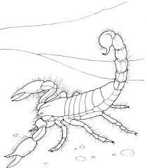 Free 16 desert animal printable coloring pages download. Scorpions Coloring Pages Coloring Pages Desert Animals Coloring Free Coloring Pages