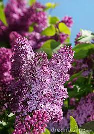 Purple Lilac Bush Flower Lilac Bushes Lilac Flowers Lilac