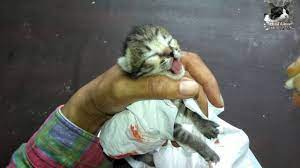 Batu mata kucing merupakan sarana untuk mengatasi berbagai masalah dalam kehidupan termasuk keberuntungan, daya ingat, kewibawaan, kejayaan, menetralisir energi negatif, pagar gaib. Bayi Kucing Sekarat Karena Digigit Kucing Jantan Youtube