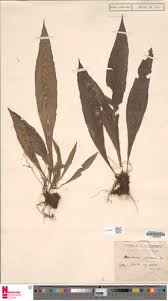 Image result for Asplenium africanum