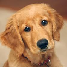 50% discount on all prices. Cutest Golden Retrievers Home Facebook