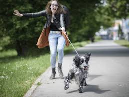 We did not find results for: Tips And Tools To Stop Your Dog From Pulling The Leash The Dogington Post