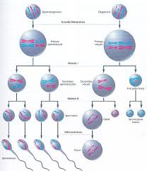 Meiosis Science Biology Biology Classroom Study Biology