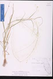 Image result for Sporobolus tenuissimus