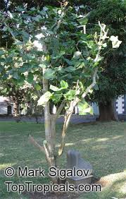 Image result for Erythrina falcata