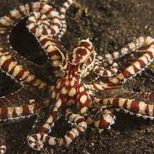 Mimic Octopus Facts Mimic Octopus Octopus The Mimic