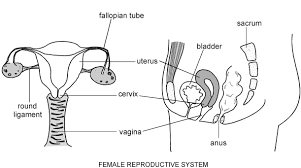 Worksheets are male and female reproductive body parts, male reproductive system blank diagrams pdf, blank female reproductive system diagram, male reproductive system, human male reproductive. 30 Blank Male Reproductive System Diagram Free Wiring Diagram Source
