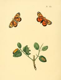 Image result for Polystachya delepierrei