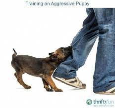 Dog Hacks Puppys Doghackspuppys Potty Training Puppy Puppy Training Biting Aggressive Dog