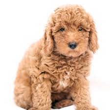 We did not find results for: Petland Texas