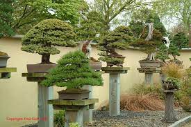 ginkgo bonsai center bonsai bomen bonsai zentuin