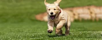 Bluescapes lawn care services dallas and it's surrounding cities. Lawn Care In Valrico Fl Your Green Team