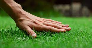 Why Fall Fertilizer Is The Most Important Of The Year For Utah Spring Lawn Care Winter Lawn Care Lawn Maintenance