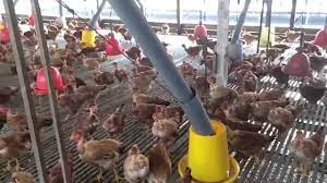 To enlighten your mind & be inspired by the leaders and entrepreneurs who managed the thai organizations in malaysia, how each. A Visit To Toh Thye San Farm Youtube