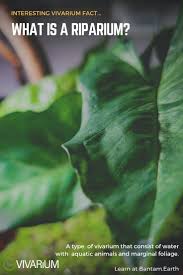 Riparium Complete Care Guide How To Build Bantam Earth Plant Leaves Aquatic Animals Plants