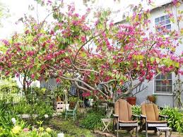 To Appreciate The Beauty Of The Hong Kong Orchid Tree You Need To Click This Thumbnail To Open The Full Sized Photo Its Orchid Tree Tropical Backyard Plants