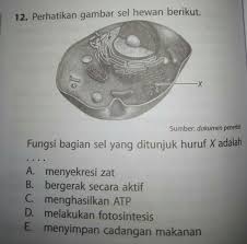 Rangka memberi bentuk yang khas pada tubuh manusia. 41 Koleksi Gambar Hewan Dari Huruf X Hd Terbaik Gambar Hewan