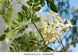 Check spelling or type a new query. Nigerian Zogele Plant Moringa Oleifera Moringa Stock Photo Edit Now 1040446027