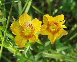 Check spelling or type a new query. Free Images Meadow Prairie Flower Bloom Spring Flora Wildflower Petals Wildflowers Evening Primrose Yellow Flowers Macro Photography Flowering Plant Land Plant Large Flowered Evening Primrose Common Tormentil Hudson Flax Texas Flax