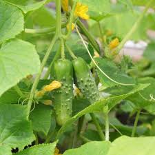 Cornichons Maison Au Vinaigre Recette Cornichons Maison Cornichons Comment Faire Des Cornichons