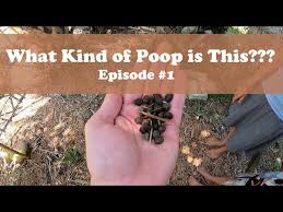 Image result for rabbit droppings