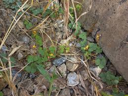 Image result for Rhynchosia sublobata