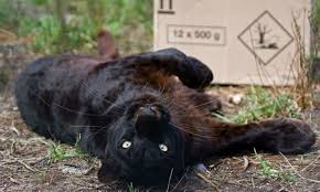 Since then, big cat usa has rapidly grown into a premium electric bike company that offers flexible business opportunity dealership packages, alongside direct to consumer sales. Big Cat Conservation Work With Cheetahs Tigers Lions Leopards