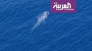 رصد الحوت الأزرق لأول مرة في مياه البحر الأحمر Youtube