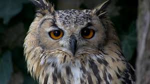 Puchacz in polish dictionaries at pwn. Puchacz Bengalski Bubo Bengalensis Youtube