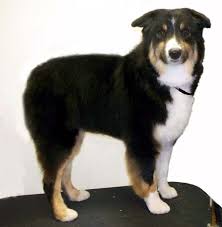 Australian Shepherd Haircuts Australian Shepherd Aussie Shepherd Cute Dogs Breeds