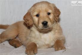 He is already great waiting for his food, the come command, sit. Golden Retriever Adoption Muranga Kenya Cute Doggies And Puppies Free Images