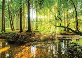 Vlies Tapete Fototapete Wandbild Wald Natur Baum Sonne 10513 Ve Wohnzimmer Eur 14 90 Fotobehang Bos Behang Muurschildering Behang