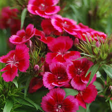 Image result for Dianthus chimanimaniensis
