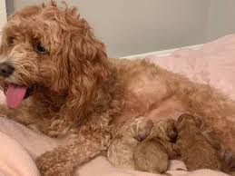 Foxglove farm has been raising gorgeous family companions for over 3 decades, find the puppy of your dreams at foxglove. Cavapoo Puppies Posts Facebook