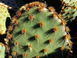 They are also invisible if they fall onto the floor, counter or dish towel, so you can uknowingly get stuck even if. Glochid Spines Learn About Plants With Glochids Dummer Garden Manage Gfinger Es La App De Jardineria Mas Profesional