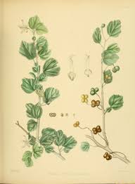 Image result for Grewia praecox