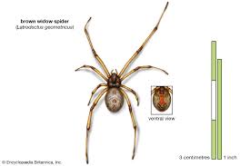 Poisonous is an adjective describing something that can cause death or injury if it is ingested or absorbed. 9 Of The World S Deadliest Spiders Britannica