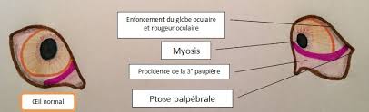 La paupière se ferme et le nez coule. Le Syndrome De Claude Bernard Horner Clinique Veterinaire De La Place Davout