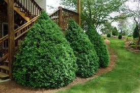 Green Mountain Boxwood Buxus X Green Mountain From