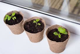 Start eggplant indoors or purchase transplants eggplant does best when planted outdoors from transplants rather than seeds. How To Propagate Eggplants Top Tips For Success