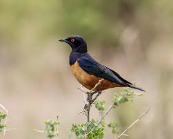 Image result for Oliverella hildebrandtii