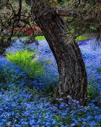 Kubota Gardens Backyard Trees Nature Images Blue Flowers
