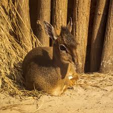 Image result for Vigna kirkii