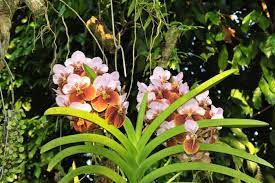 Waling Waling Vanda Orchids Orchids Orchid Photography