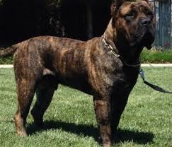 Our presa canario puppies for sale have excellent temperaments; Presa Canario Puppies For Sale In Florida United States Petzdaddy