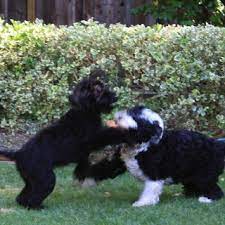 Pwd Fun Games Portuguese Water Dogs Portuguese Water Dog Dog Breeds Pets